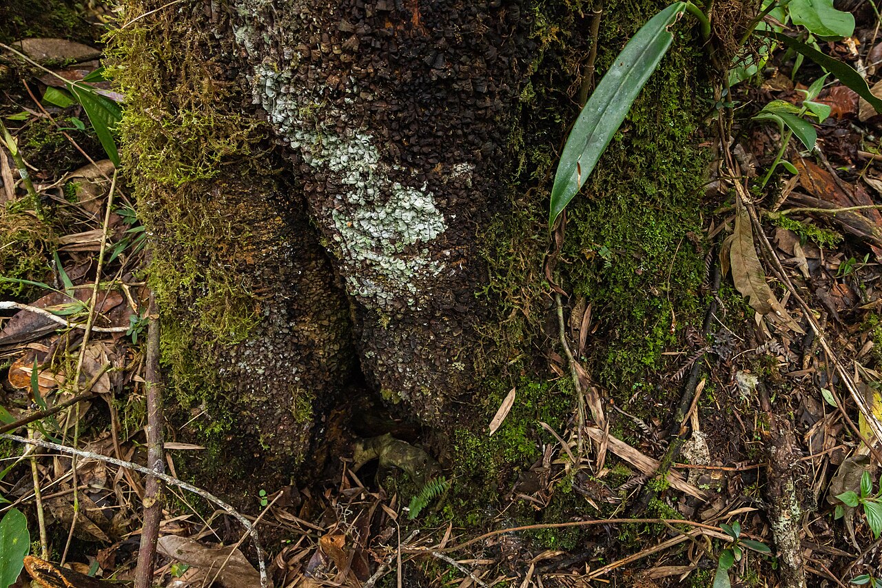 Magnolia gentryi: Árbol de magnolia en la Comunidad Nativa Tsachopen, especie endémica de Oxapampa, que se encuentra en el distrito de Chontabamba, provincia de Oxapampa, departa