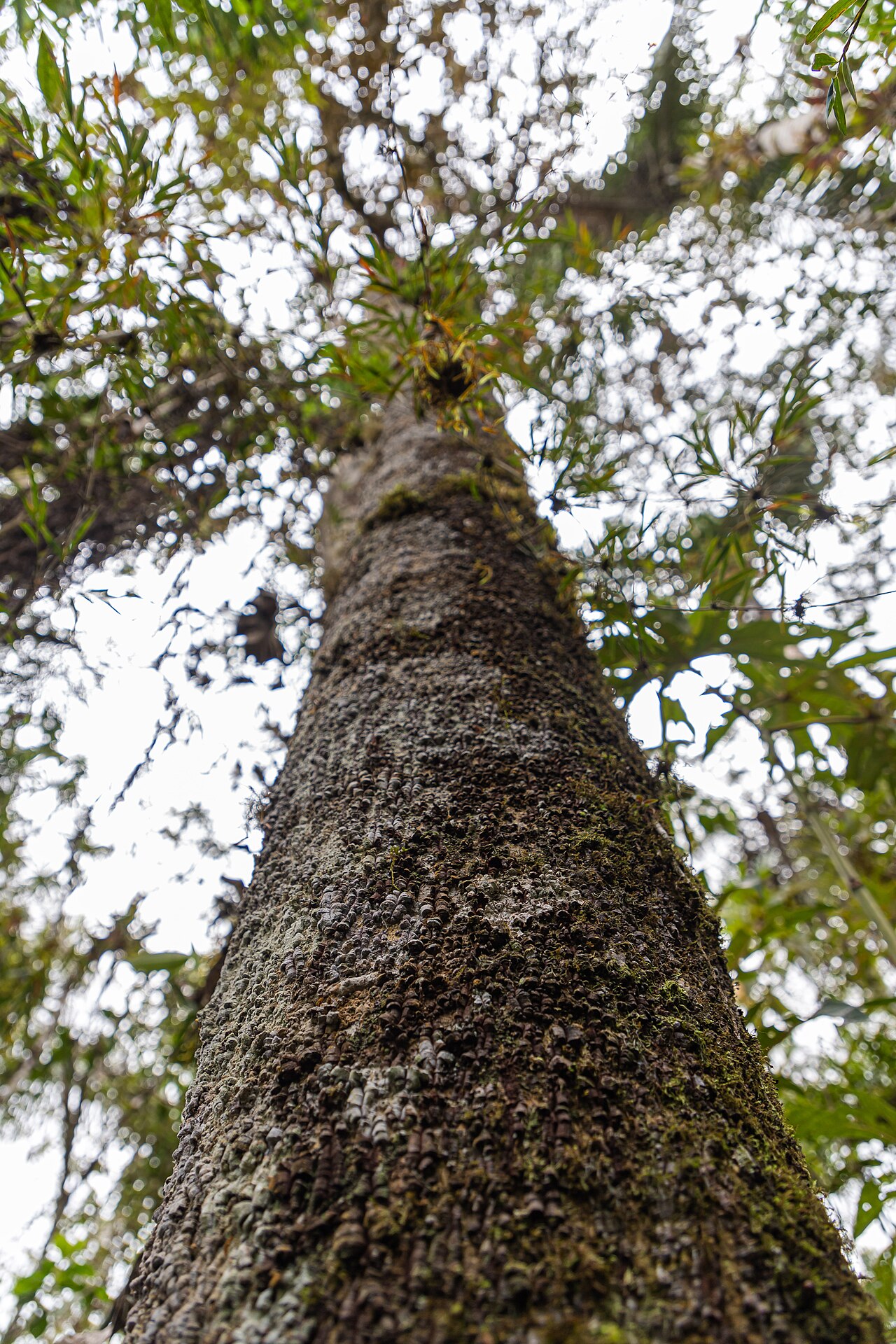 Magnolia gentryi: Árbol de magnolia en la Comunidad Nativa Tsachopen, especie endémica de Oxapampa, que se encuentra en el distrito de Chontabamba, provincia de Oxapampa, departa