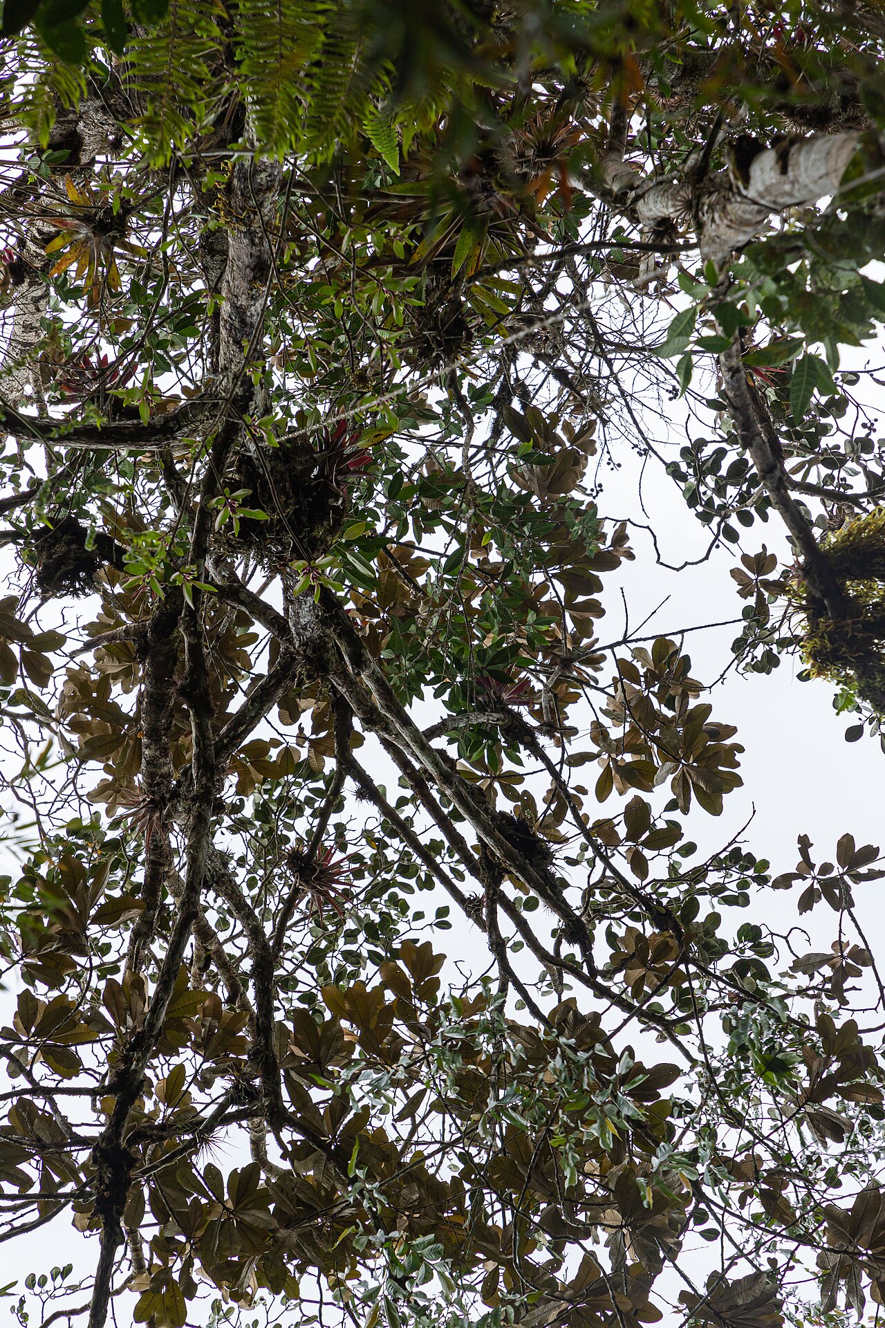 Magnolia gentryi: Árbol de magnolia en la Comunidad Nativa Tsachopen, especie endémica de Oxapampa, que se encuentra en el distrito de Chontabamba, provincia de Oxapampa, departa