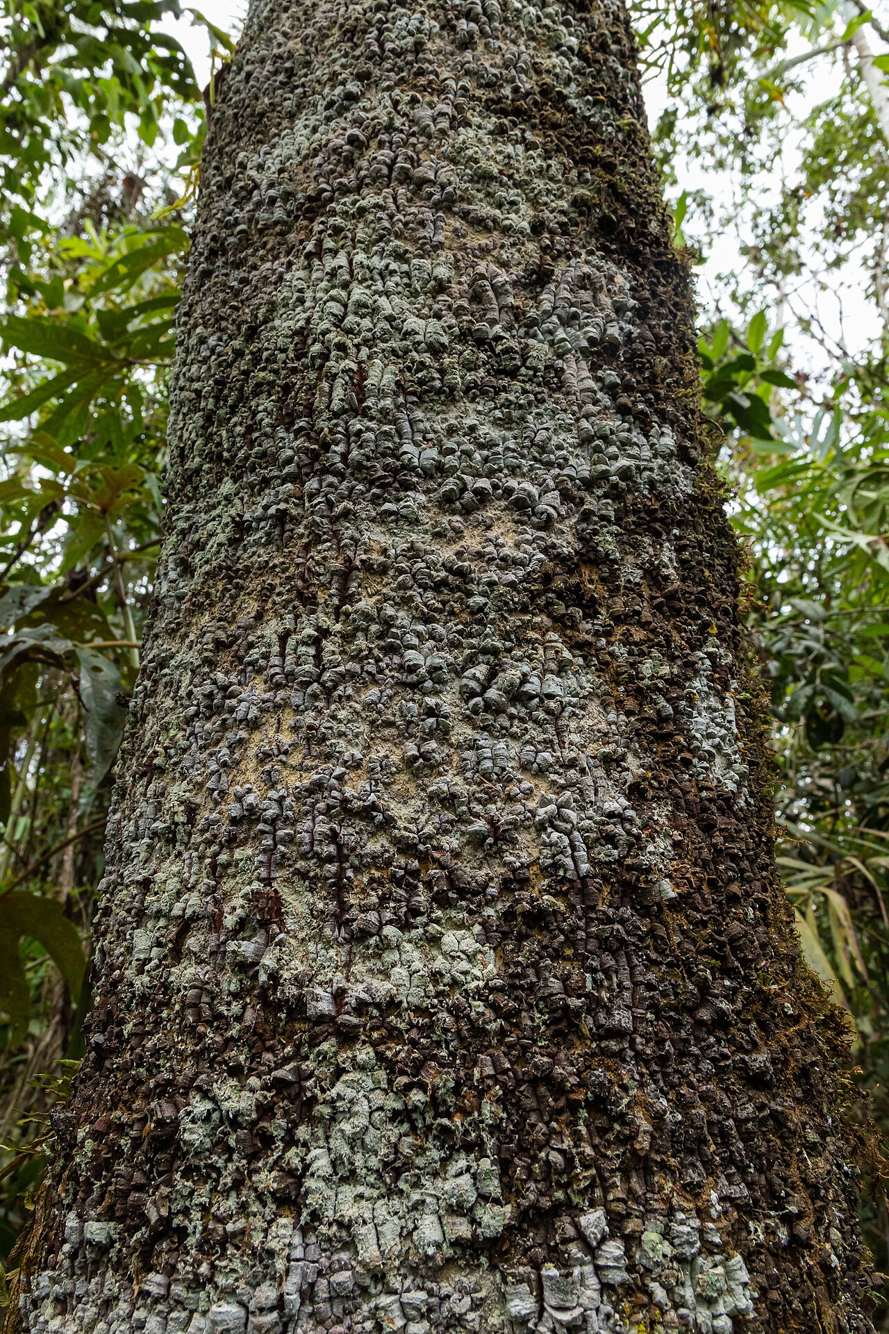Magnolia gentryi: Árbol de magnolia en la Comunidad Nativa Tsachopen, especie endémica de Oxapampa, que se encuentra en el distrito de Chontabamba, provincia de Oxapampa, departa