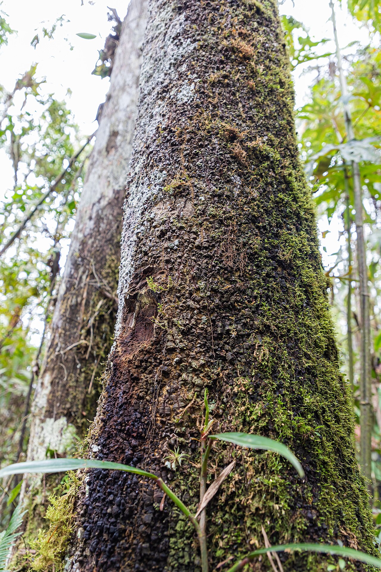 Magnolia gentryi: Árbol de magnolia en la Comunidad Nativa Tsachopen, especie endémica de Oxapampa, que se encuentra en el distrito de Chontabamba, provincia de Oxapampa, departa