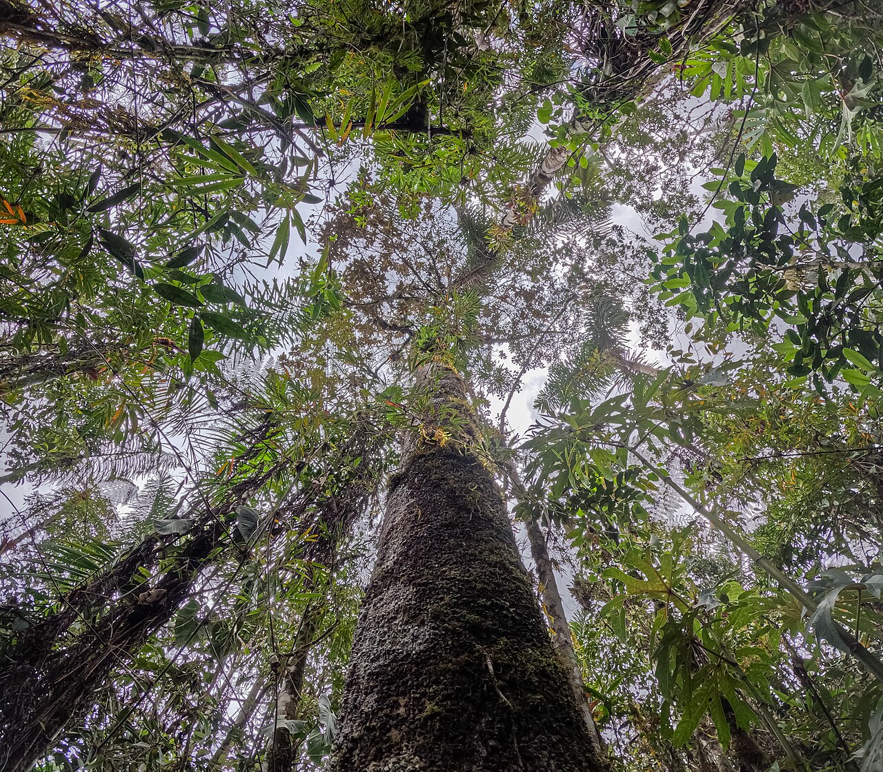 Magnolia gentryi: Árbol de magnolia en la Comunidad Nativa Tsachopen, especie endémica de Oxapampa, que se encuentra en el distrito de Chontabamba, provincia de Oxapampa, departa