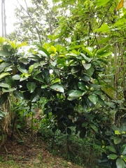 Magnolia gilbertoi (Magnolia gilbertoi)