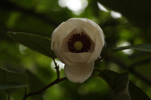Magnolia globosa (Magnolia globosa)