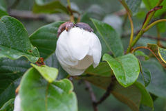 Magnolia globosa (Magnolia globosa)