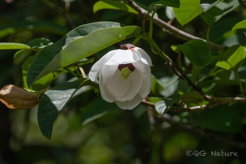 Magnolia globosa (Magnolia globosa)