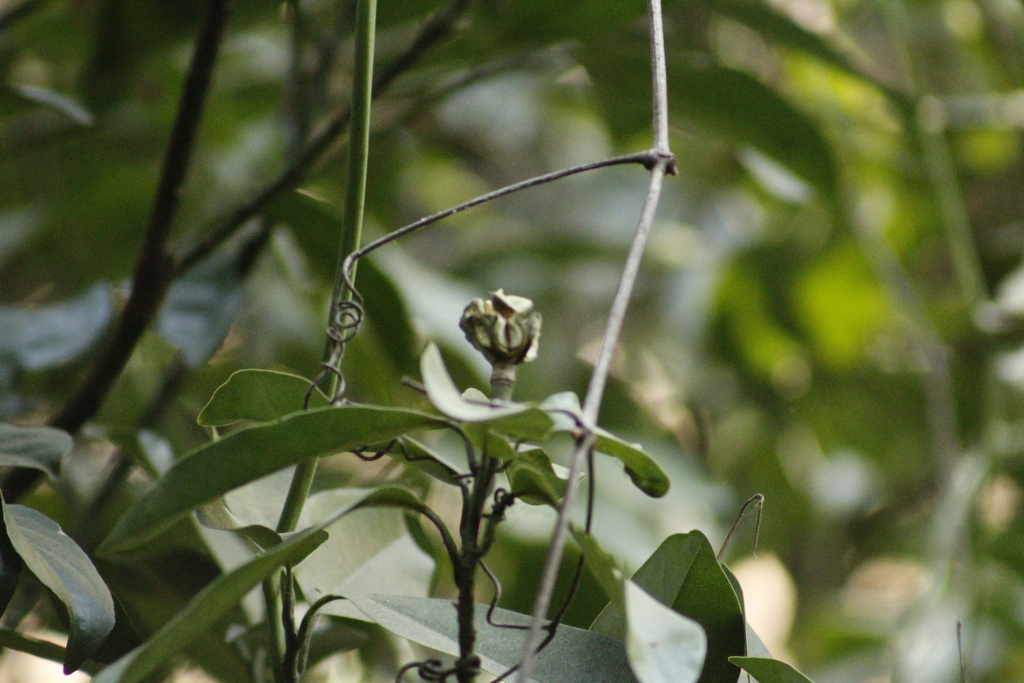 Magnolia granbarrancae (Magnolia granbarrancae)