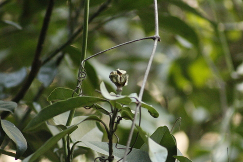 Magnolia granbarrancae (Magnolia granbarrancae)