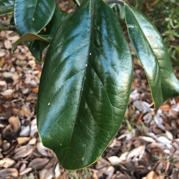 Southern magnolia (Magnolia grandiflora)