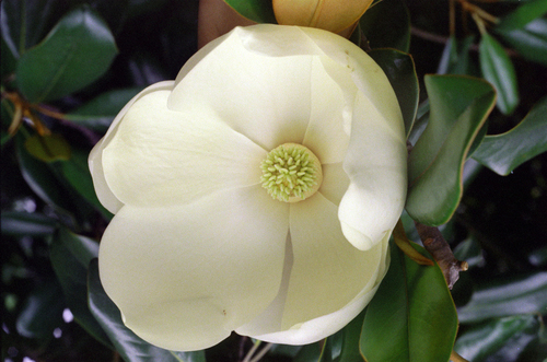 Southern magnolia