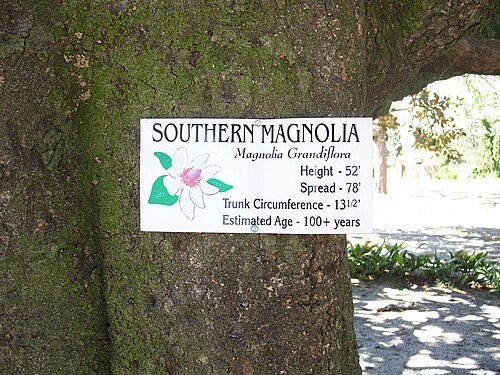 Southern magnolia: DeFuniak Springs, Florida : DeFuniak Springs Historic District : Info sign on magnolia tree.
