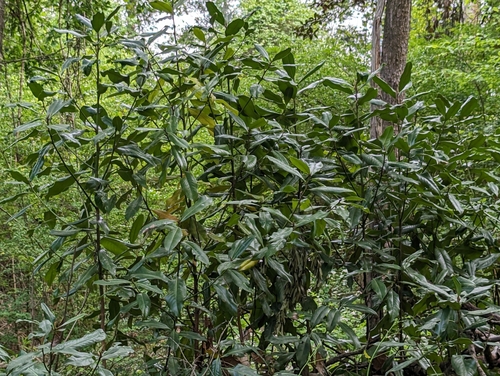 Southern magnolia (Magnolia grandiflora)