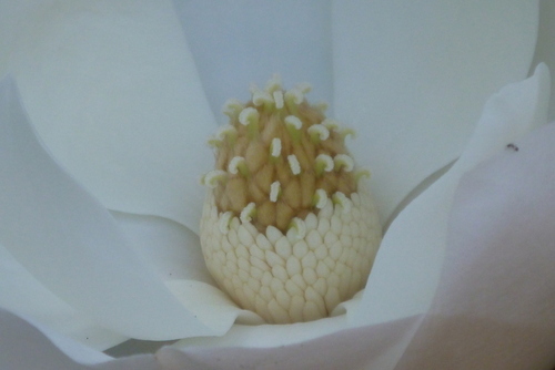 Southern magnolia (Magnolia grandiflora)