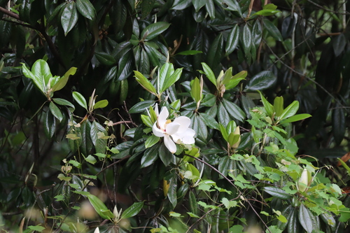 Southern magnolia (Magnolia grandiflora)