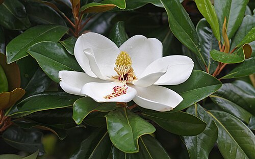 Southern magnolia: White Magnolia grandiflora (southern magnolia) flower on tree, Duke University campus, Durham, North Carolina, USA.