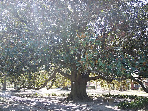 Southern magnolia: DeFuniak Springs, Florida : DeFuniak Springs Historic District : Magnolia tree in the district. It's the eighth largest in the state, supposedly.