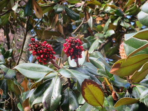 Southern magnolia (Magnolia grandiflora)