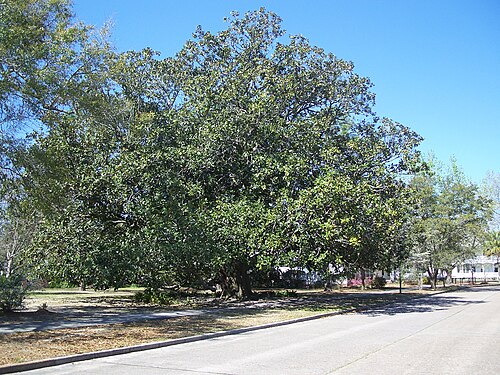 Southern magnolia: DeFuniak Springs, Florida : DeFuniak Springs Historic District : Magnolia tree in the district. It's the eighth largest in the state, supposedly.
