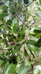 Magnolia hamorii (Magnolia hamorii)
