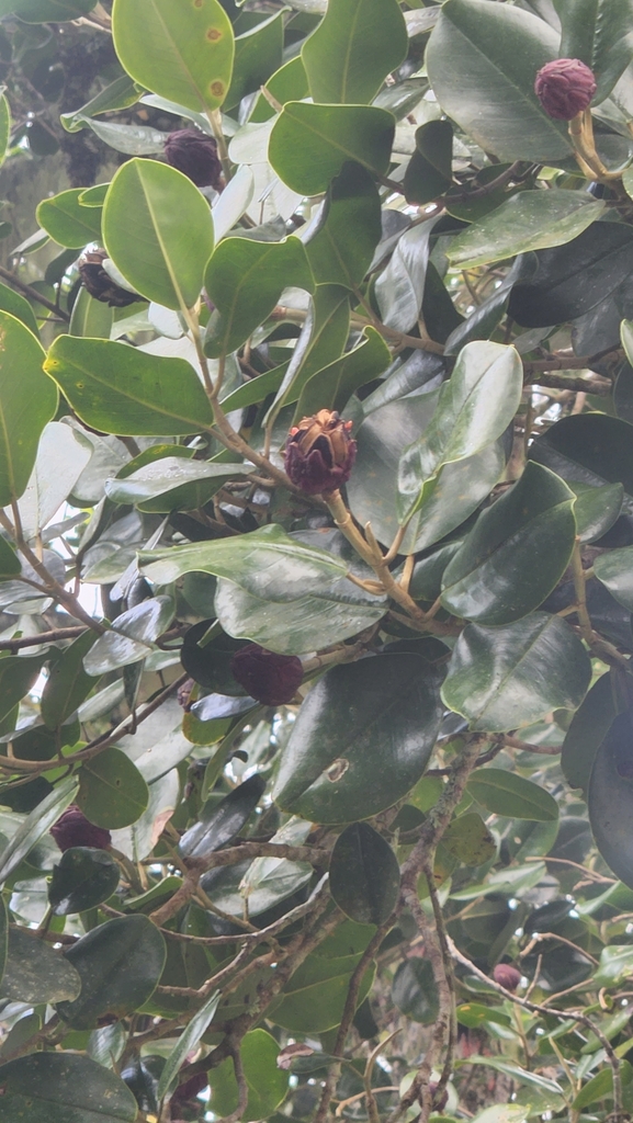 Magnolia hamorii (Magnolia hamorii)