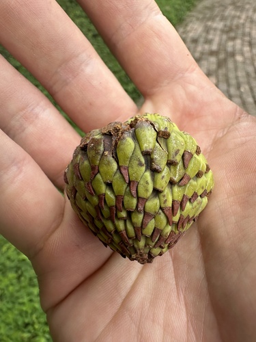 Magnolia hernandezii (Magnolia hernandezii)
