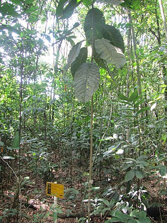 Magnolia hernandezii: Arvore M. hernandezii