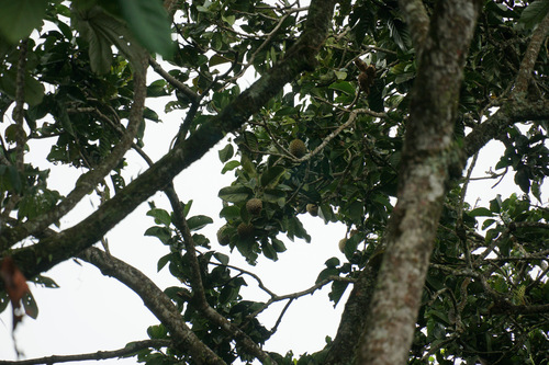 Magnolia hernandezii (Magnolia hernandezii)