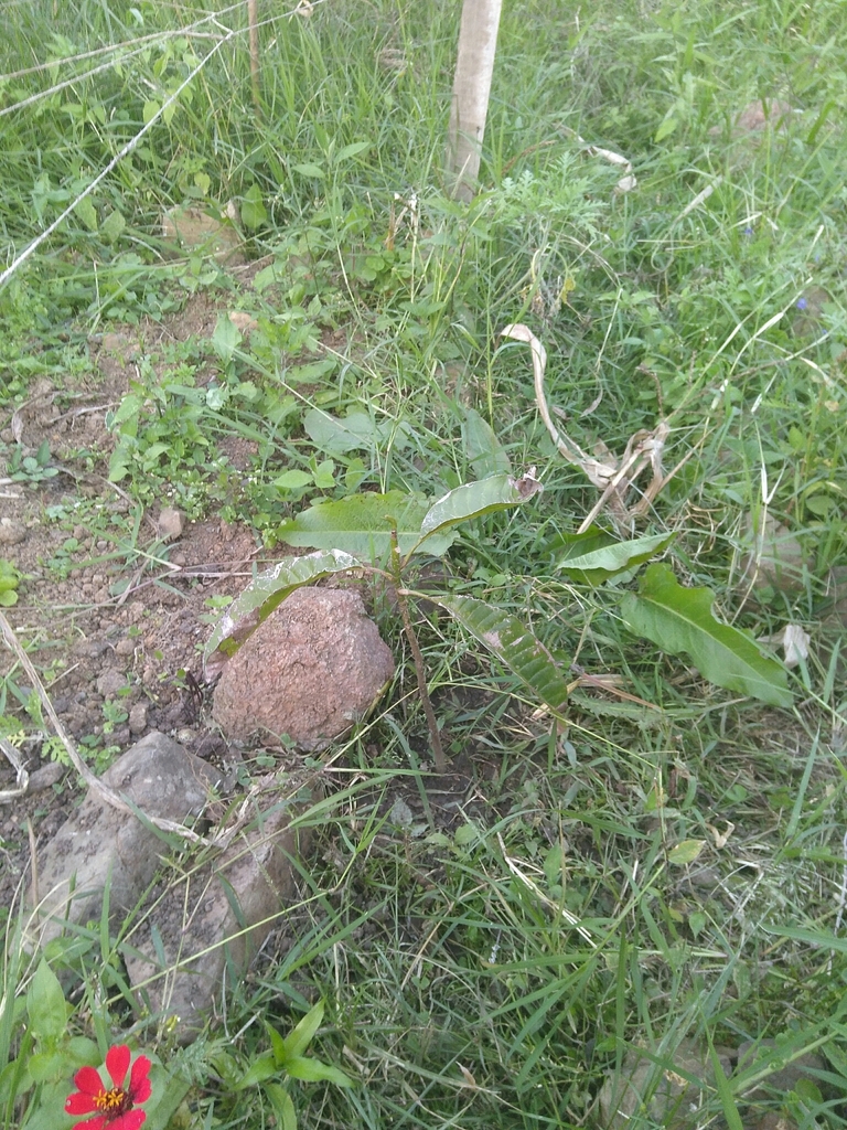 Magnolia hernandezii (Magnolia hernandezii)
