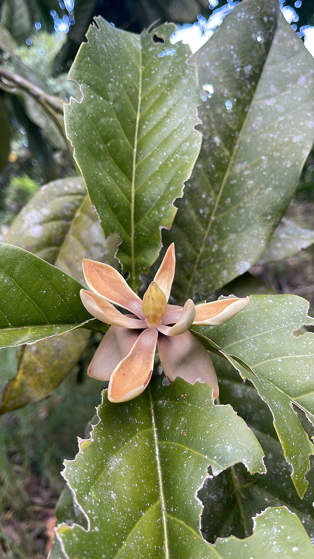 Magnolia hernandezii: Foto tomado en Rionegro, Antioquia en Febrero 2024