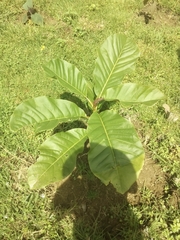 Magnolia hernandezii (Magnolia hernandezii)