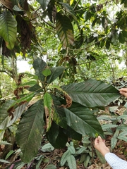 Magnolia hernandezii (Magnolia hernandezii)