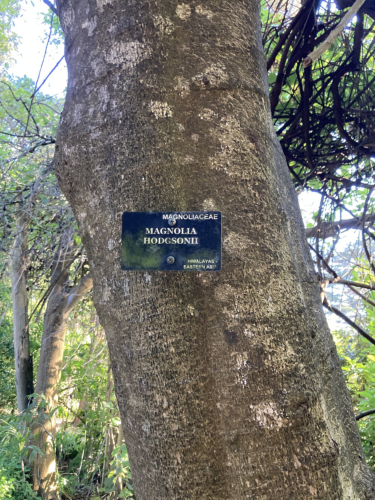 Hodgson magnolia: Magnolia hodgsonii bark at SF Botanical Garden
