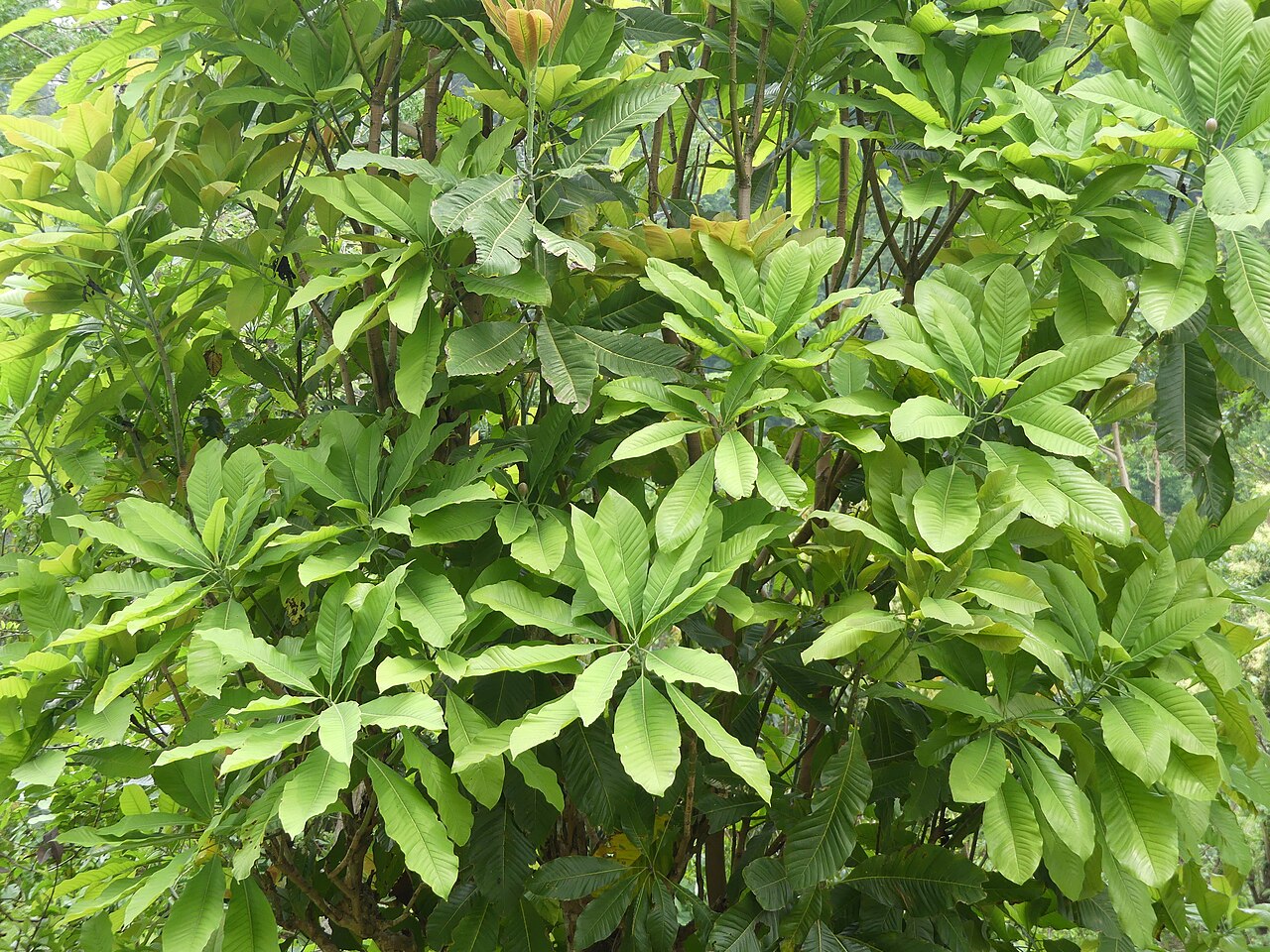 Hodgson magnolia: Talauma hodgsonii (=Magnolia hodgsonii) in north Bengal