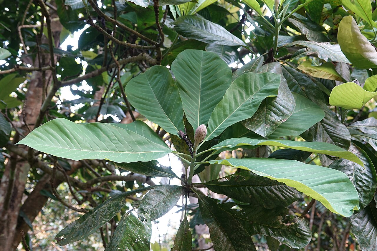 Hodgson magnolia: Talauma hodgsonii or Magnolia hodgsonii or Barhamthuri plant at Nameri National Park and Tiger Reserve. The small twig of this plant is used as lipstick by Assa