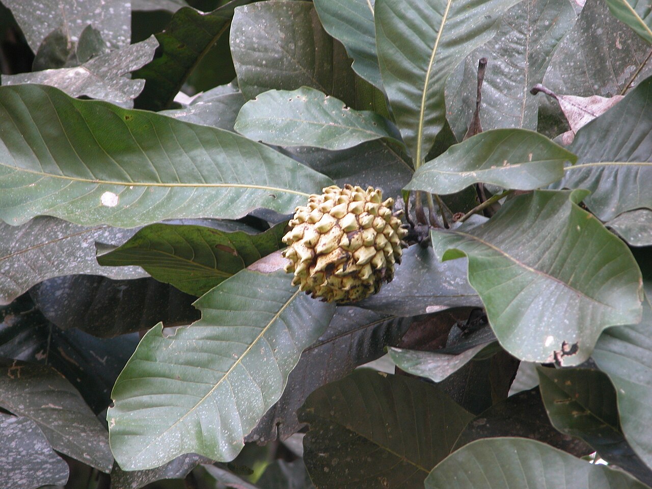 Hodgson magnolia: Magnolia hodgsonii in India
