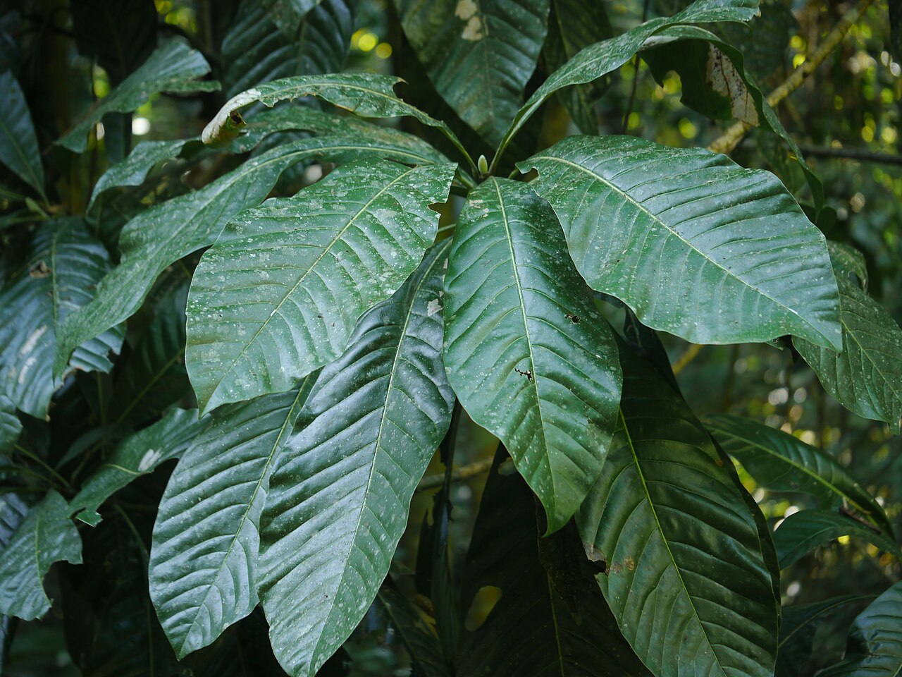 Hodgson magnolia: Leaves of Talauma hodgsonii