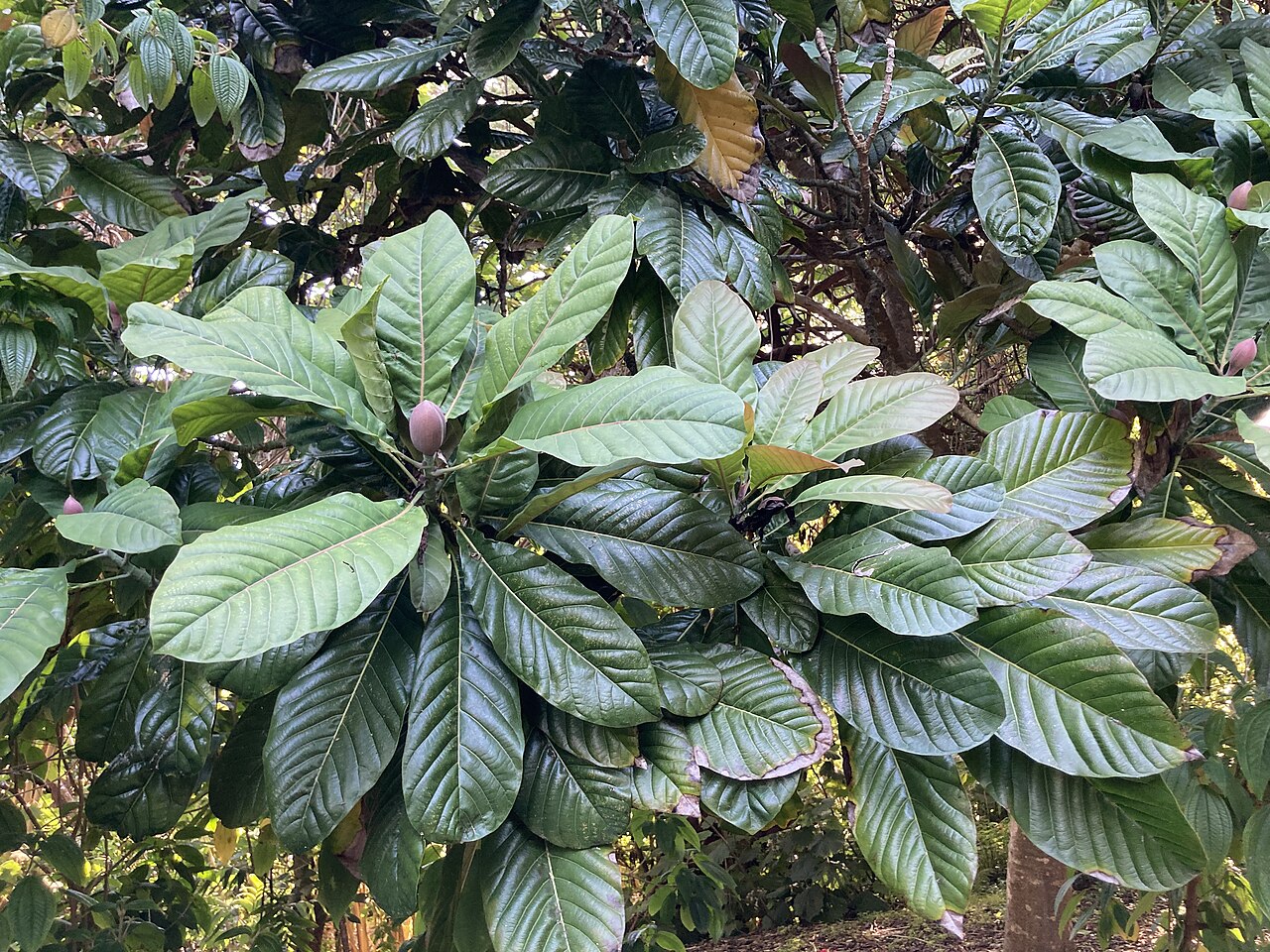 Hodgson magnolia: Magnolia hodgsonii at San Francisco Botanical Garden.
