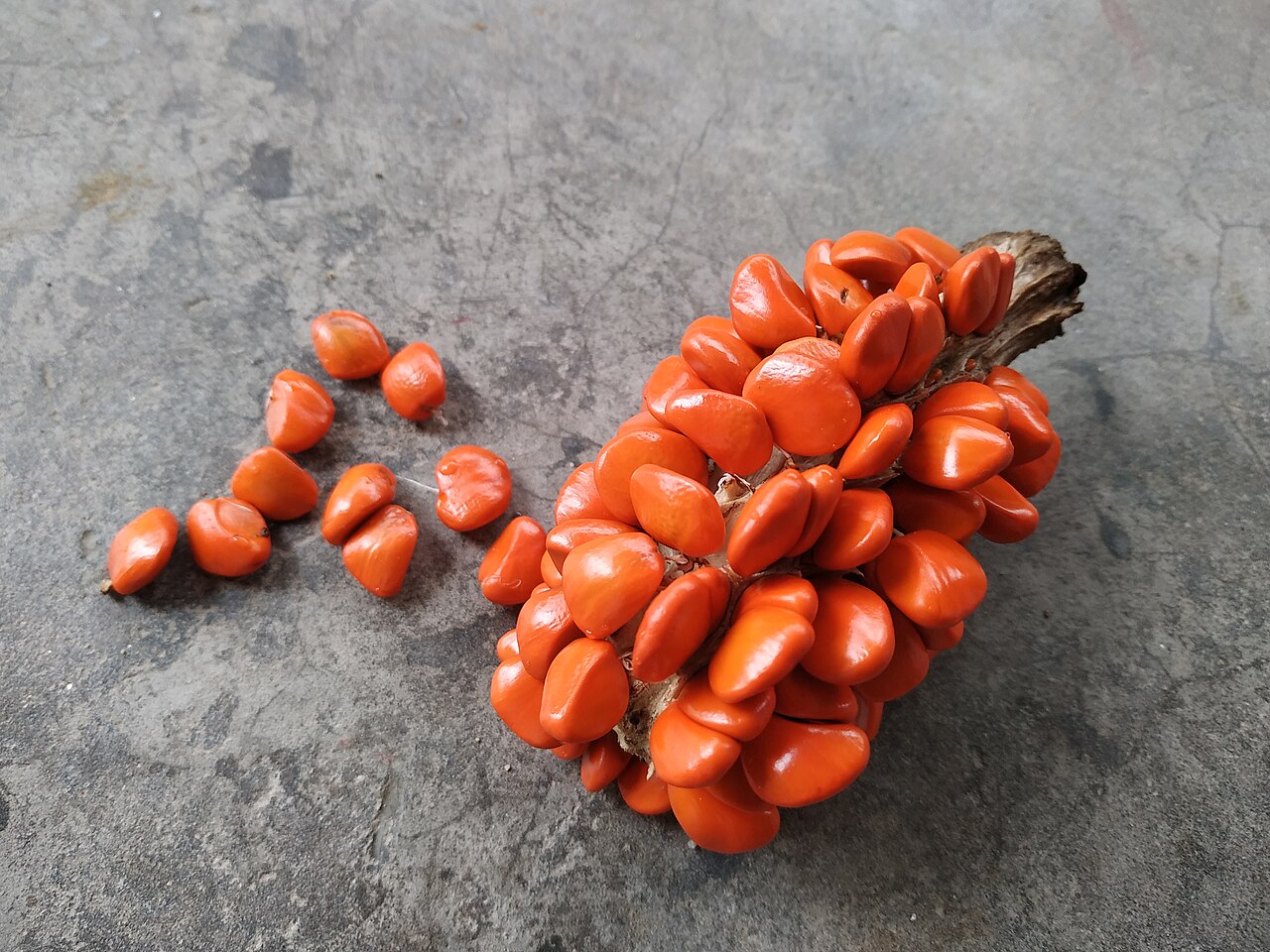 Hodgson magnolia: Collected from Pakke Tiger Reserve - Arunachal Pradesh