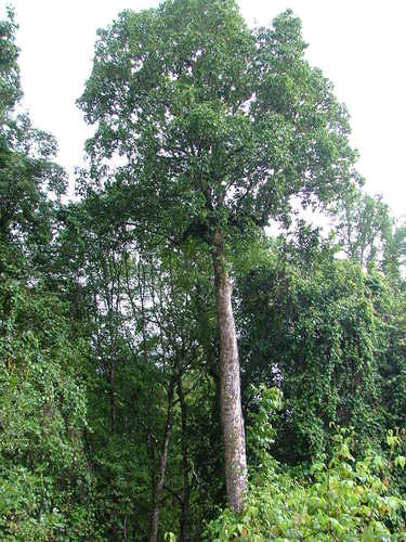 Magnolia iltisiana (Magnolia iltisiana)