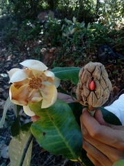 Magnolia iltisiana (Magnolia iltisiana)