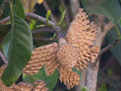 Magnolia irwiniana (Magnolia irwiniana)