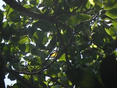 Magnolia irwiniana (Magnolia irwiniana)