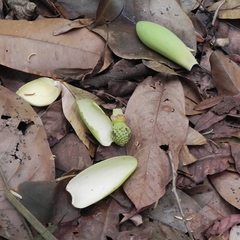 Magnolia irwiniana (Magnolia irwiniana)