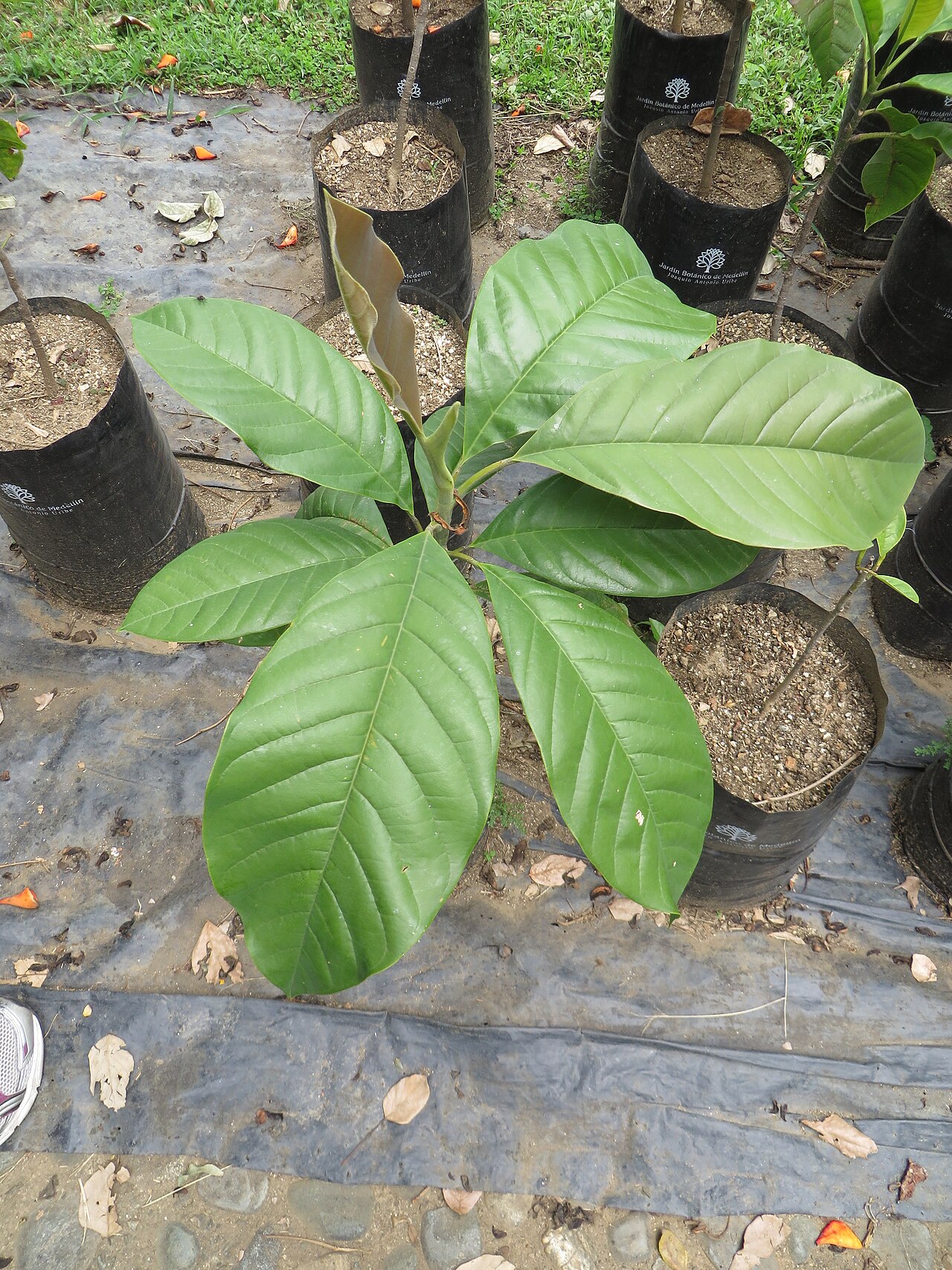 Magnolia jardinensis: Seedlings of Magnolia jardinensis