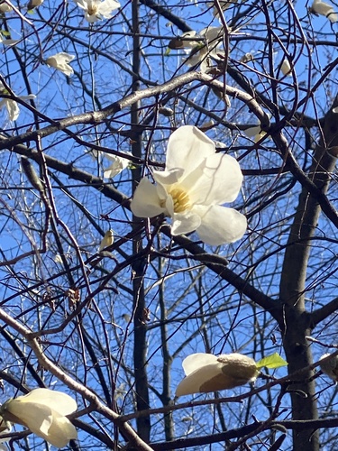 Kobus magnolia (Magnolia kobus)