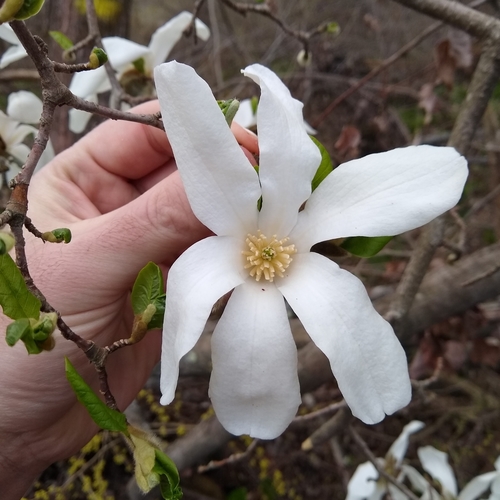 Kobus magnolia (Magnolia kobus)