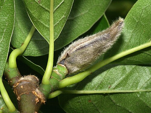 Kobus magnolia: Autumn bud of Magnolia kobus, Arboretum in Brno, Czech Republic