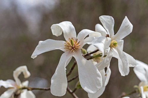 Kobus magnolia (Magnolia kobus)