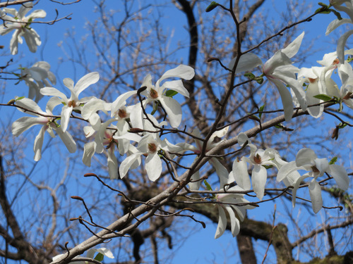Kobus magnolia (Magnolia kobus)