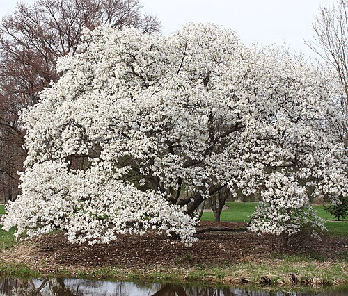 Kobus magnolia: Magnolia kobus var.borealis, Morton Arboretum acc. 532-52-1